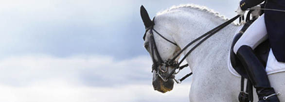 Odell Equestrian - Dressage Horses
